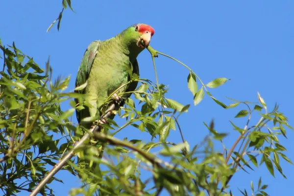 File:Amazona viridigenalis, Saltillo, Coahuila, Mexico 1.jpg