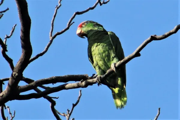 File:Amazona viridigenalis, Saltillo, Coahuila, Mexico 2.jpg