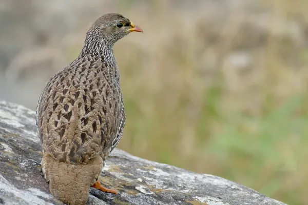 File:Natal Francolin (Pternistis natalensis) (51942424428).jpg