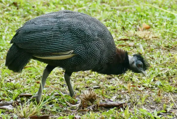 File:Crested Guineafowl (Guttera pucherani edouardi) (51940039601).jpg