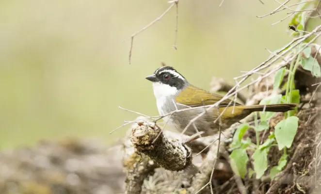 File:Arremon torquatus White-browed Brush-finch 01.jpg