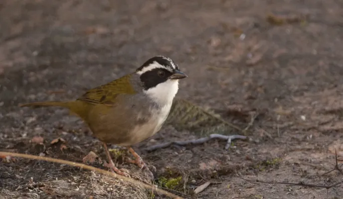 File:Arremon torquatus White-browed Brush-finch 02.jpg