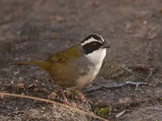 File:Arremon torquatus White-browed Brush-finch 02 (cropped).jpg