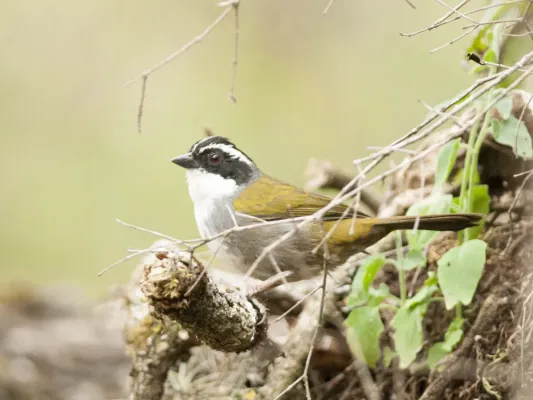 File:Arremon torquatus White-browed Brush-finch 01 (cropped).jpg