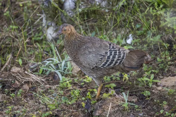 File:Sri Lanka Junglefowl (Gallus lafayettii) female.jpg