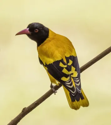 File:Black-hooded oriole (Oriolus xanthornus ceylonensis).jpg
