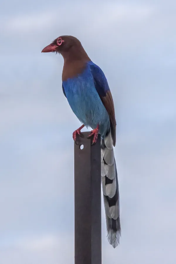 File:Sri Lanka blue magpie (Urocissa ornata) 2.jpg