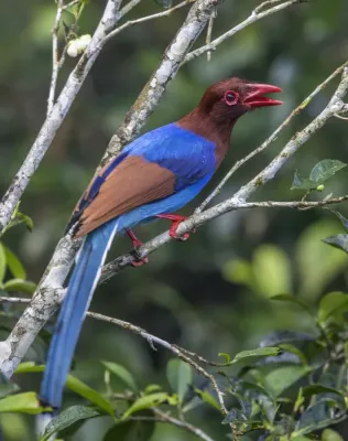 File:Sri Lanka blue magpie (Urocissa ornata).jpg