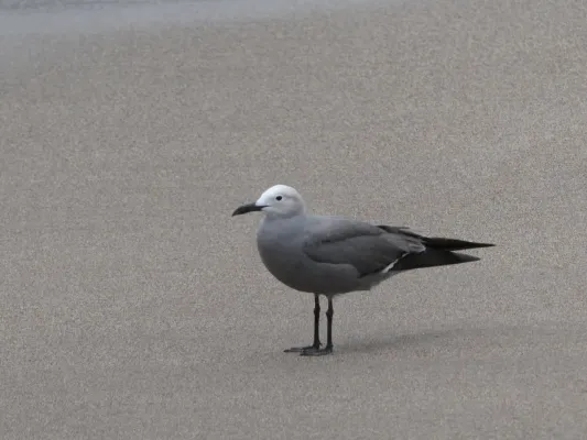 File:Gaviota garuma (Leucophaeus modestus). Parque nacional Pan de Azúcar. Región de Atacama. Chile.jpg