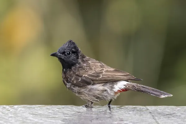File:Red-vented bulbul (Pycnonotus cafer haemorrhousus).jpg