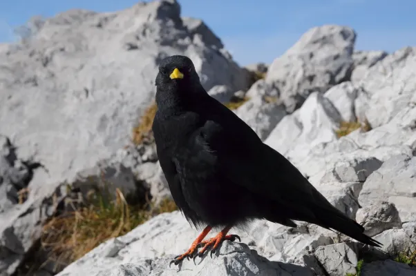File:Alpendohle, Pyrrhocorax graculus 2.JPG