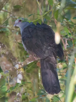 File:Cryptophaps poecilorrhoa 64408722.jpg