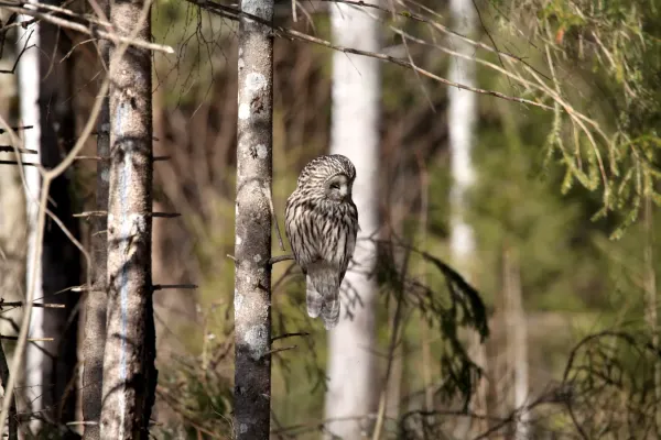 File:Ural owl (Strix uralensis) in Kõrvemaa, Estonia (March 2022).jpg