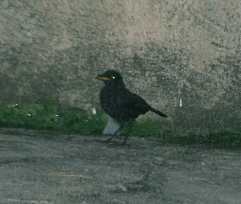 File:Myophonus robinsoni.JPG