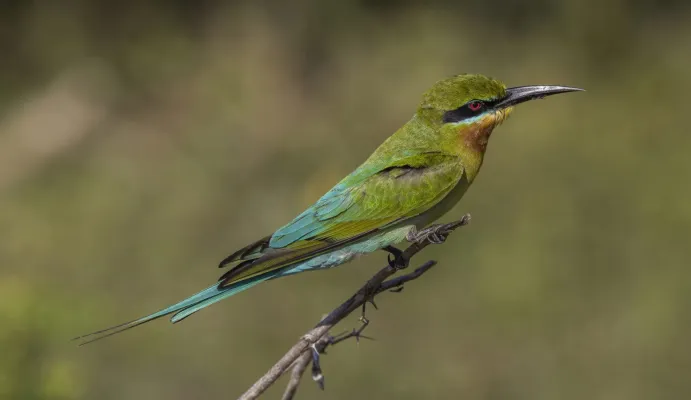 File:Blue-tailed bee-eater (Merops philippinus) Yala.jpg