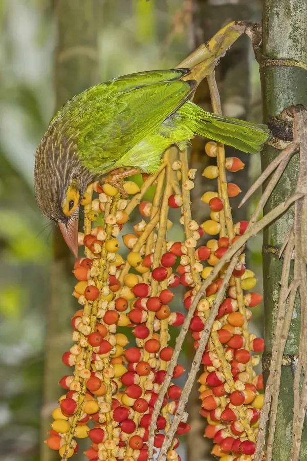 File:Brown-headed barbet (Psilopogon zeylanicus zeylanicus) 2.jpg