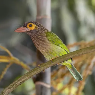 File:Brown-headed barbet (Psilopogon zeylanicus zeylanicus).jpg