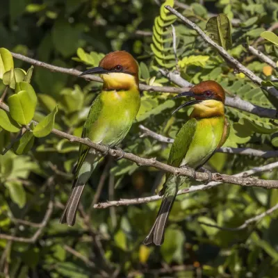File:Chestnut-headed bee-eaters (Merops leschenaulti) pair Yala.jpg
