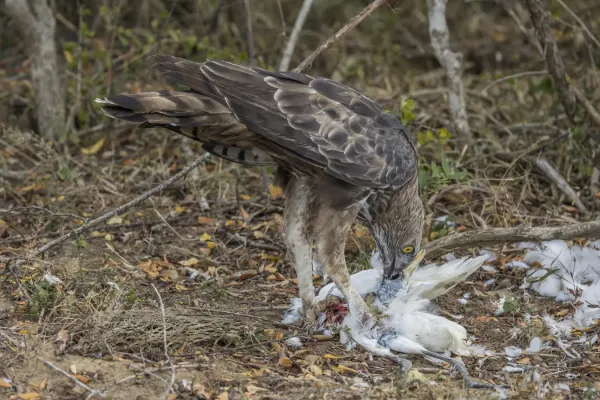 File:Crested hawk-eagle (Nisaetus cirrhatus ceylanensis) feeding on egret 2.jpg