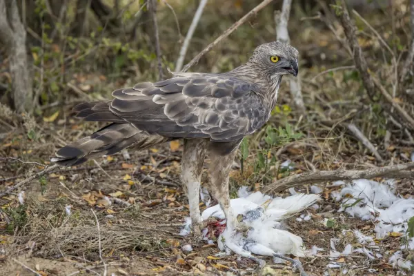 File:Crested hawk-eagle (Nisaetus cirrhatus ceylanensis) feeding on egret.jpg