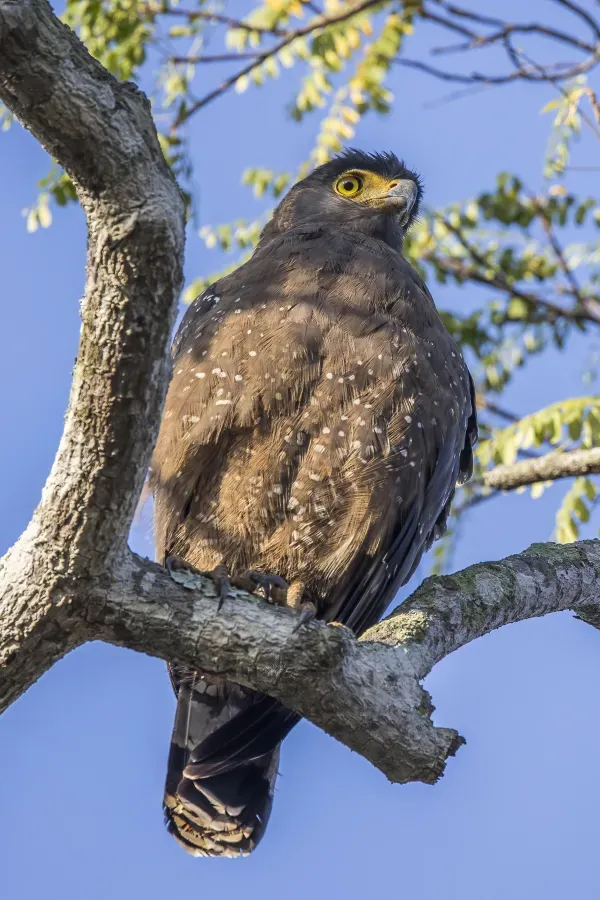 File:Crested serpent-eagle (Spilornis cheela spilogaster).jpg