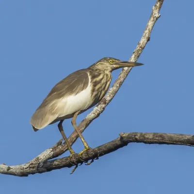 File:Indian pond heron (Ardeola grayii) non breeding.jpg