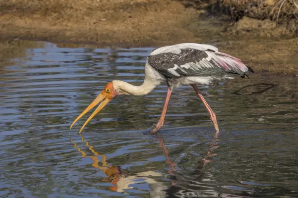 File:Painted stork (Mycteria leucocephala) catching fish 1 of 3.jpg