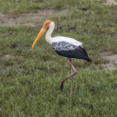 File:Painted stork (Mycteria leucocephala) Bundala.jpg