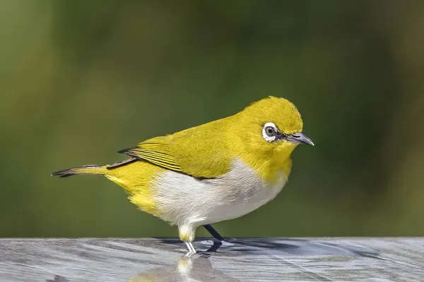 File:Indian white-eye (Zosterops palpebrosus egregius).jpg