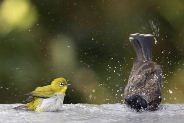 File:Indian white-eye (Zosterops palpebrosus egregius) and Red-vented bulbul (Pycnonotus cafer haemorrhousus).jpg