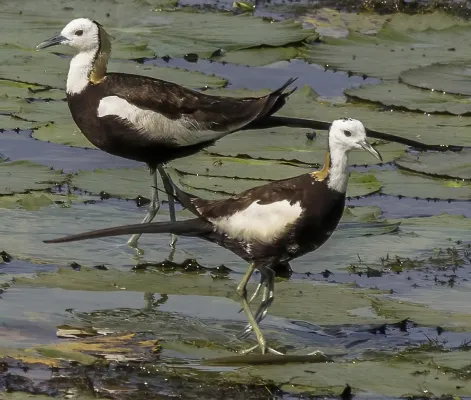 File:Pheasant-tailed jacanas (Hydrophasianus chirurgus) pair cr.jpg