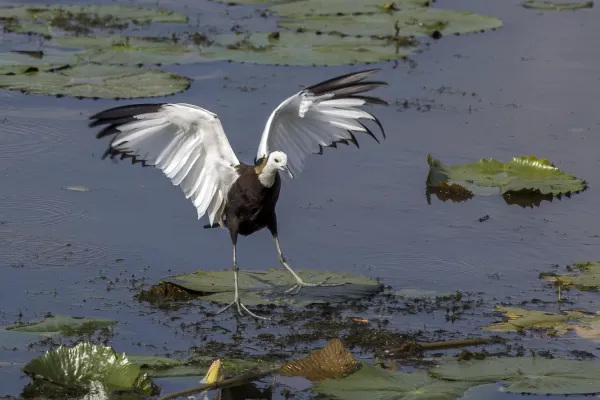 File:Pheasant-tailed jacana (Hydrophasianus chirurgus) landing.jpg