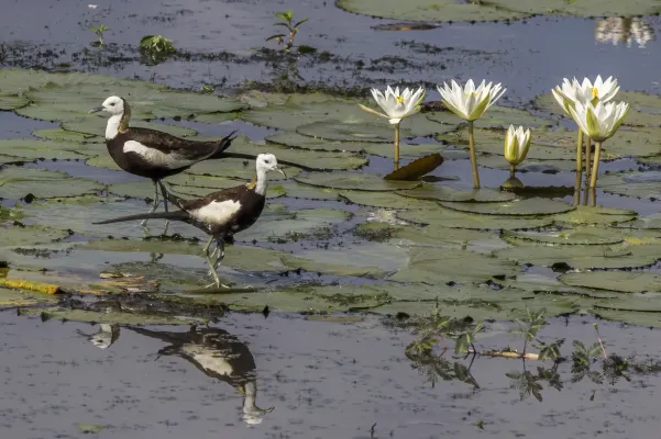 File:Pheasant-tailed jacanas (Hydrophasianus chirurgus) pair.jpg