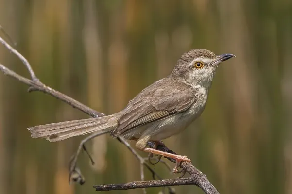 File:Plain prinia (Prinia inornata insularis).jpg