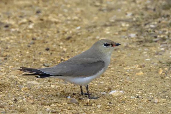 File:Small pratincole (Glareola lactea).jpg
