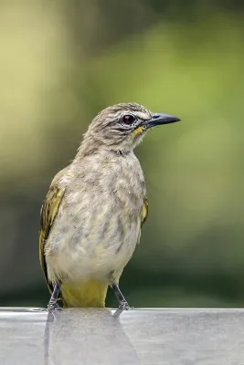 File:White-browed bulbul (Pycnonotus luteolus insulae).jpg