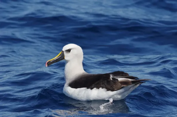 File:Thalassarche chlororhynchos ssp. chlororhynchos.jpg