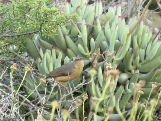 File:Sylvietta rufescens ssp. diverga.jpg