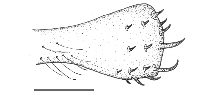 File:Paraplea melanodera (10.3897-zookeys.973.54026) Figure 21.jpg
