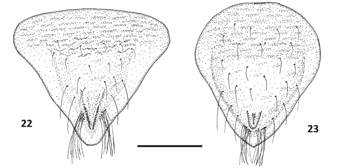 File:Paraplea melanodera (10.3897-zookeys.973.54026) Figures 22, 23.jpg