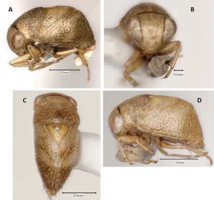 File:Paraplea melanodera (10.3897-zookeys.973.54026) Figure 18.jpg