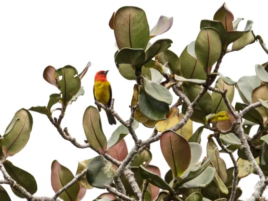 File:Piranga rubriceps - Red-hooded Tanager - female.jpg