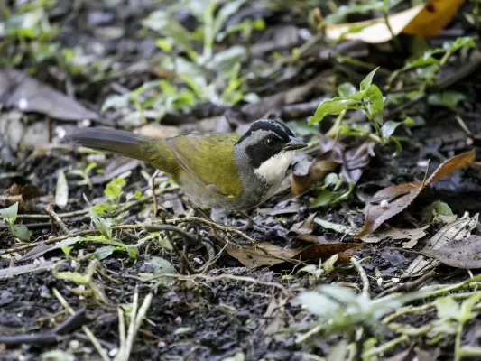 File:Arremon costaricensis - Costa Rican Brushfinch.jpg