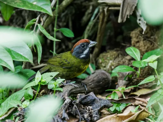 File:Arremon crassirostris - Sooty-faced Finch.jpg