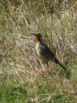 File:Macronyx capensis ssp. capensis.jpg