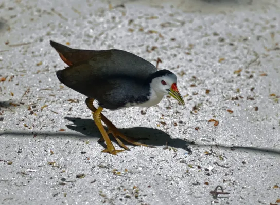 File:Amaurornis phoenicurus. Eriyadu, Maldives.jpg