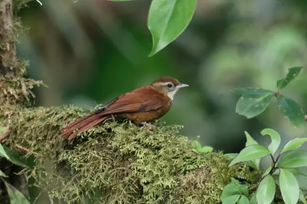 File:Margarornis rubiginosus Monteverde.jpg