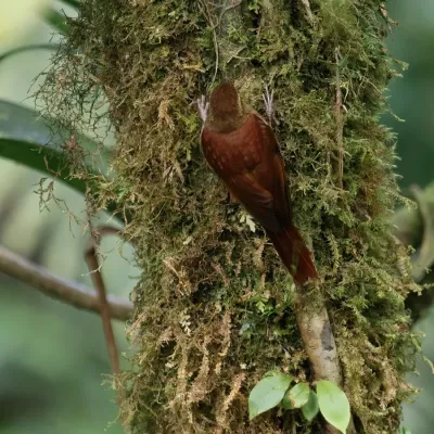 File:Margarornis rubiginosus Monteverde 02.jpg