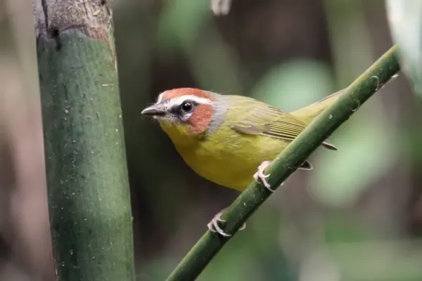 File:Basileuterus delattrii 02.jpg