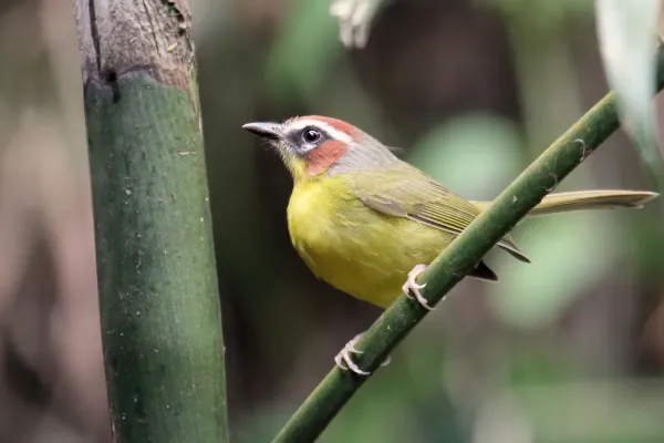 File:Basileuterus delattrii 01.jpg